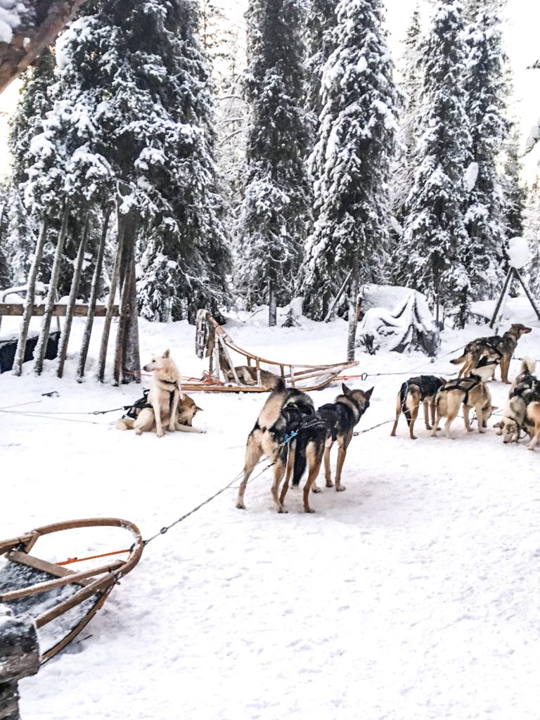 Hundeslæde i Lapland