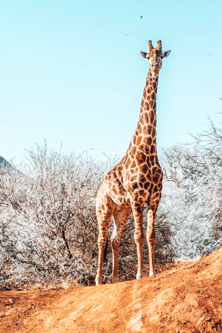 Giraf på safari i Sydafrika