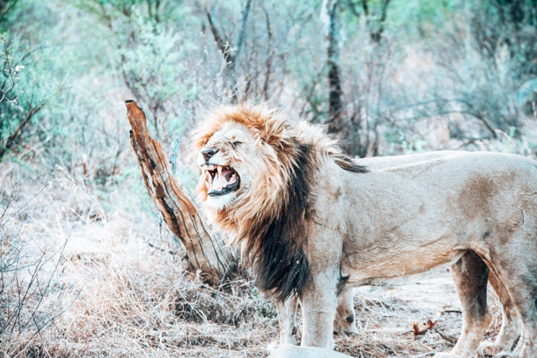 Løve på safari i Sydafrika