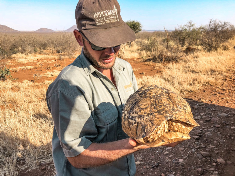 Skildpadde på safarien