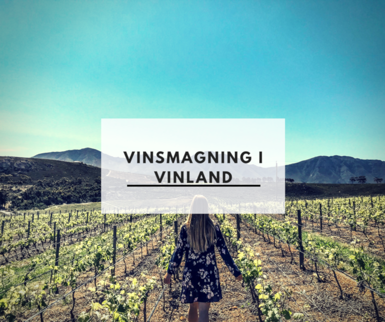 Vinsmagning i vinland