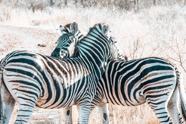 Zebra på safari i Sydafrika